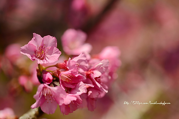 ดอยอ่างขาง ดอยอ่างขาง