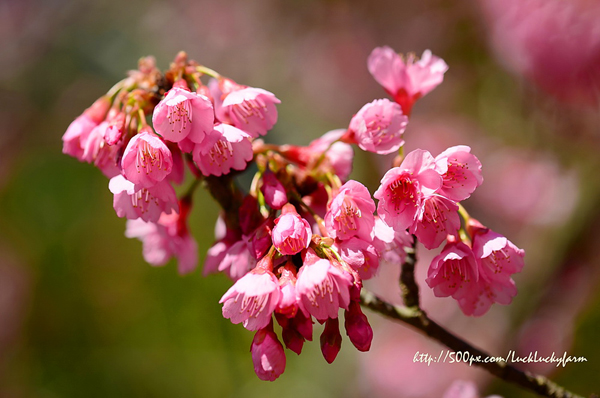 ดอยอ่างขาง ดอยอ่างขาง