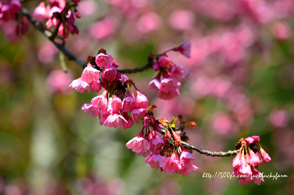 ดอยอ่างขาง ดอยอ่างขาง