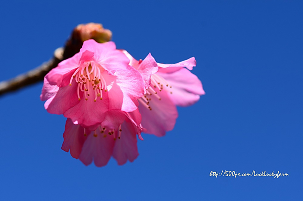 ดอยอ่างขาง ดอยอ่างขาง