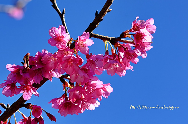 ดอยอ่างขาง ดอยอ่างขาง