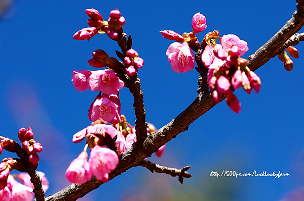 ดอยอ่างขาง ดอยอ่างขาง
