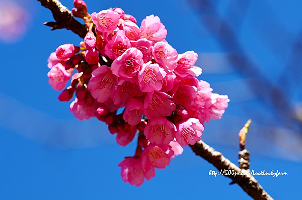 ดอยอ่างขาง ดอยอ่างขาง