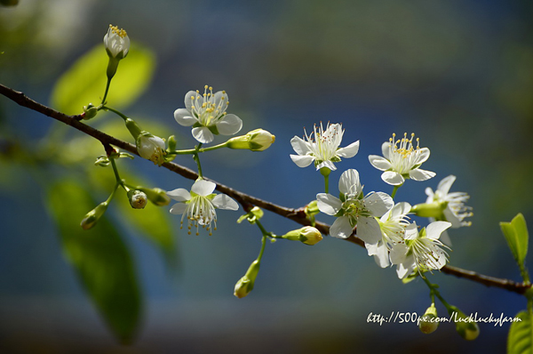 ดอยอ่างขาง ดอยอ่างขาง