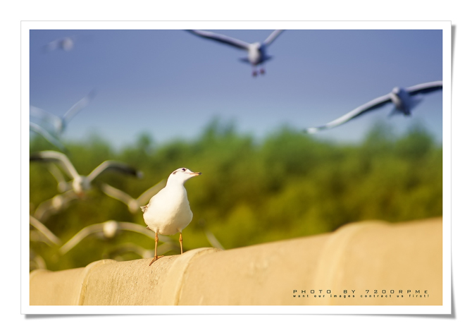บางปู บางปู