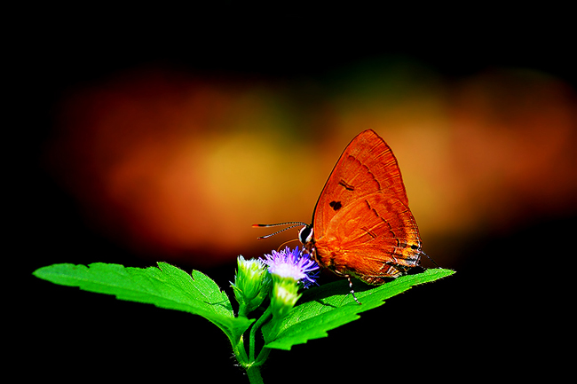 ปางสีดา ปางสีดา