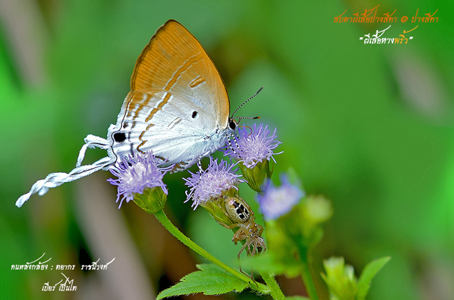 ปางสีดา ปางสีดา
