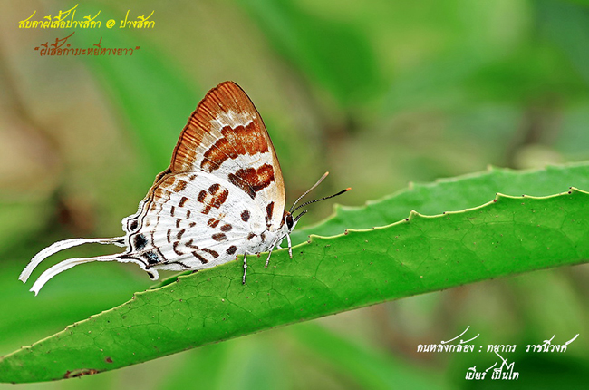 ปางสีดา ปางสีดา