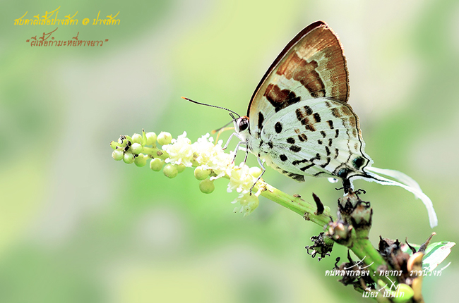 ปางสีดา ปางสีดา
