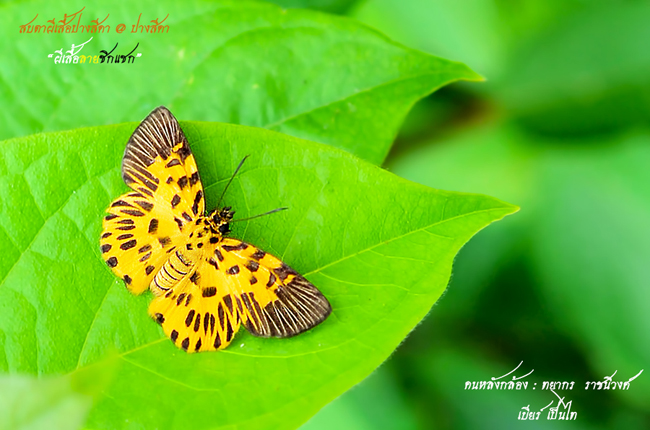 ปางสีดา ปางสีดา