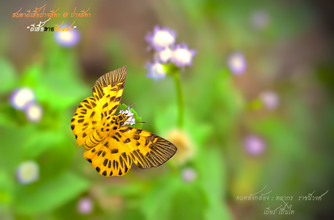 ปางสีดา ปางสีดา