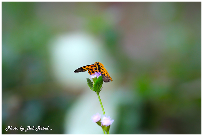 ปางสีดา ปางสีดา