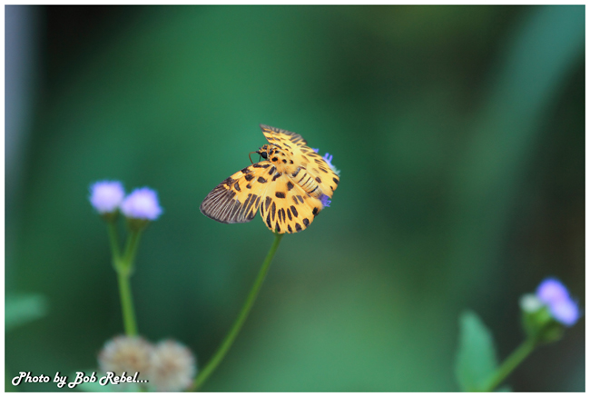ปางสีดา ปางสีดา