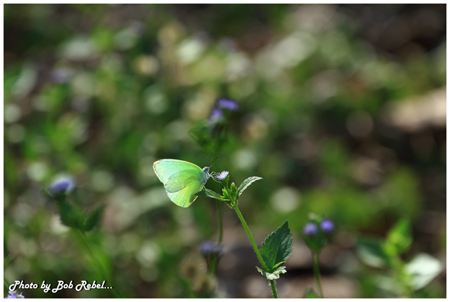 ปางสีดา ปางสีดา