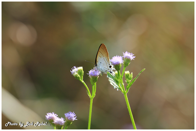 ปางสีดา ปางสีดา