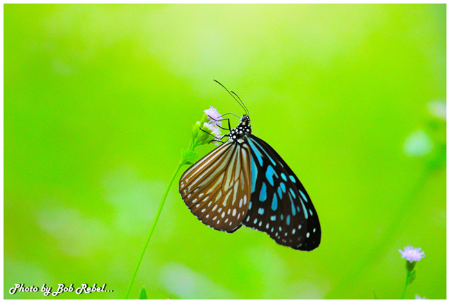 ปางสีดา ปางสีดา