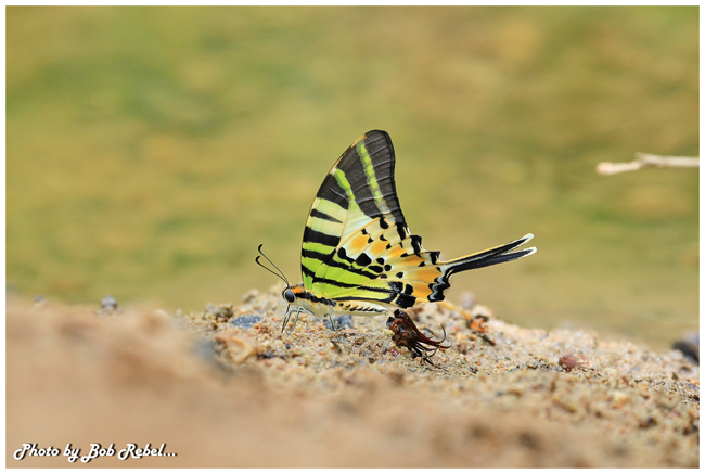 ปางสีดา ปางสีดา