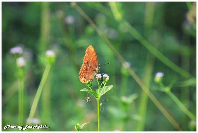ปางสีดา ปางสีดา