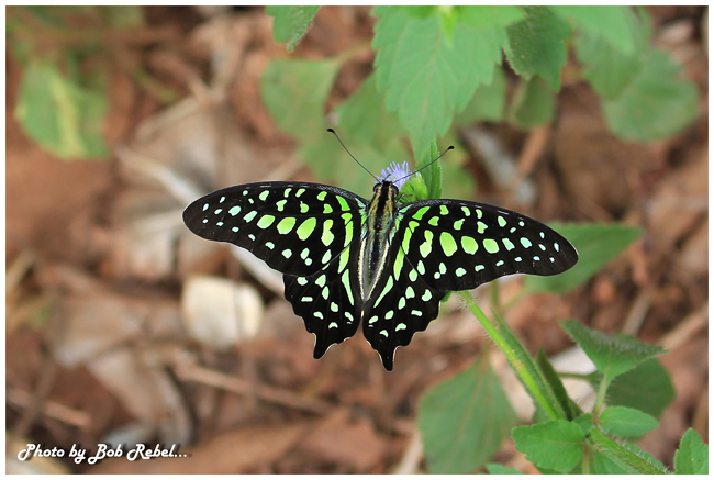 ปางสีดา ปางสีดา