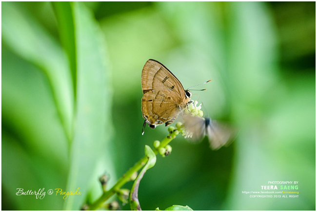 ปางสีดา ปางสีดา
