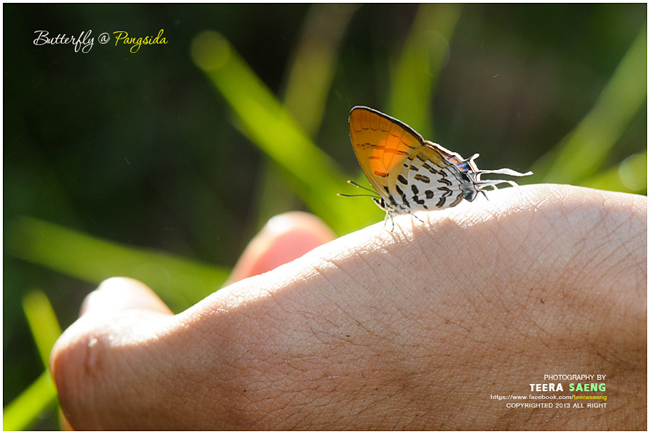 ปางสีดา ปางสีดา