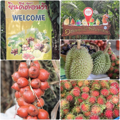 เที่ยวสวนผลไม้ เที่ยวสวนผลไม้