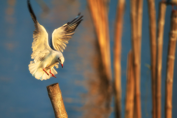 นกนางนวล บางปู นกนางนวล บางปู