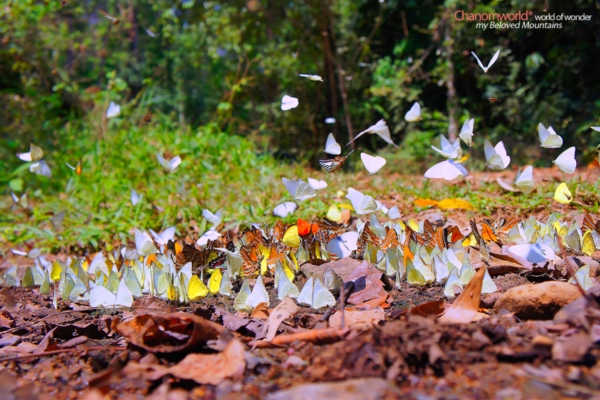 แก่งกระจาน แก่งกระจาน