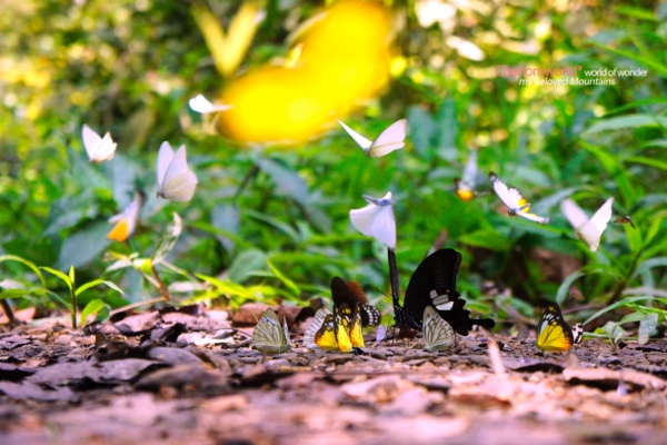 แก่งกระจาน แก่งกระจาน