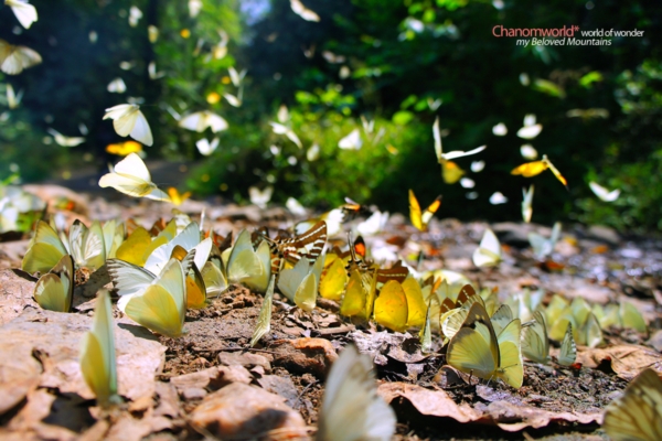 แก่งกระจาน แก่งกระจาน