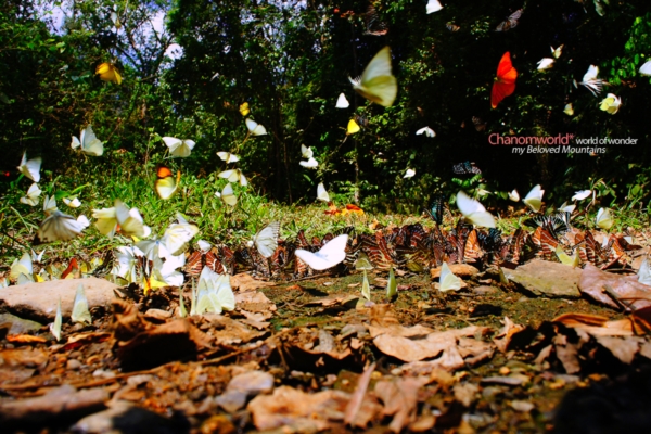 แก่งกระจาน แก่งกระจาน