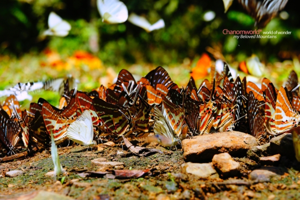 แก่งกระจาน แก่งกระจาน