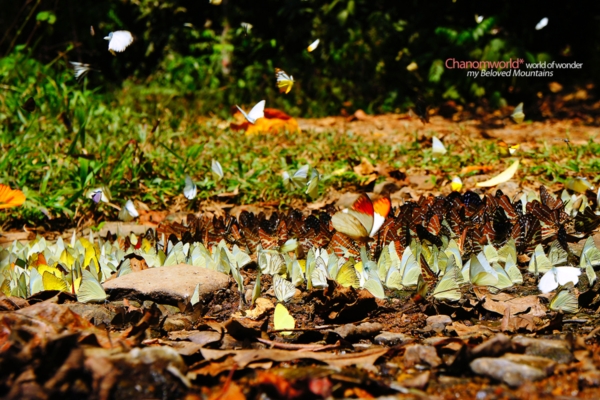 แก่งกระจาน แก่งกระจาน