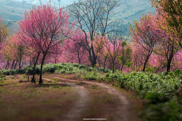 ภูลมโล ภูลมโล