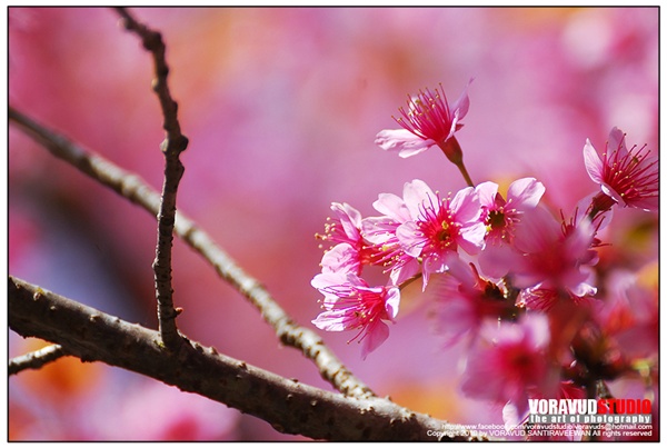 ขุนช่างเคี่ยน ขุนช่างเคี่ยน