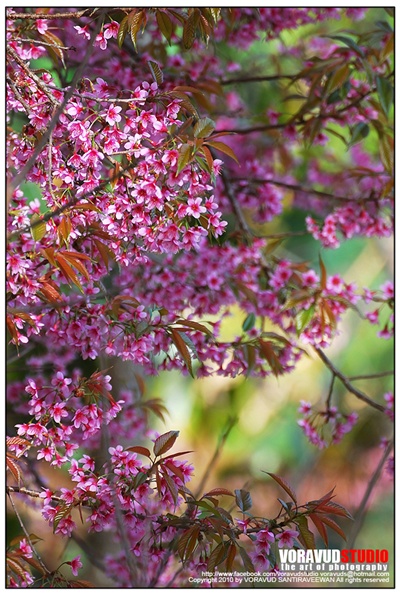 ขุนช่างเคี่ยน ขุนช่างเคี่ยน