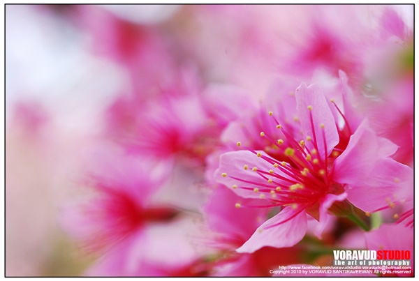 ขุนช่างเคี่ยน ขุนช่างเคี่ยน