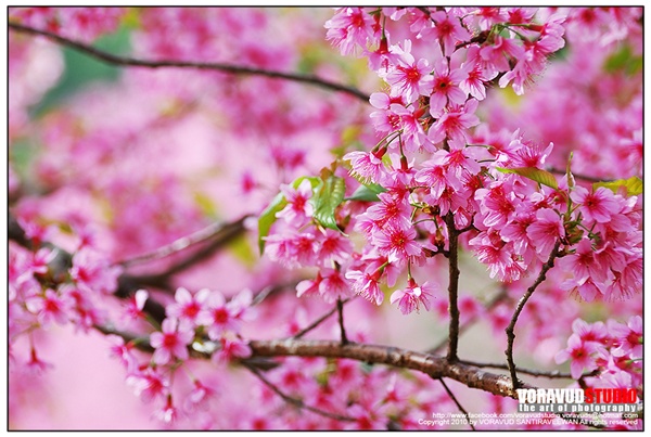 ขุนช่างเคี่ยน ขุนช่างเคี่ยน