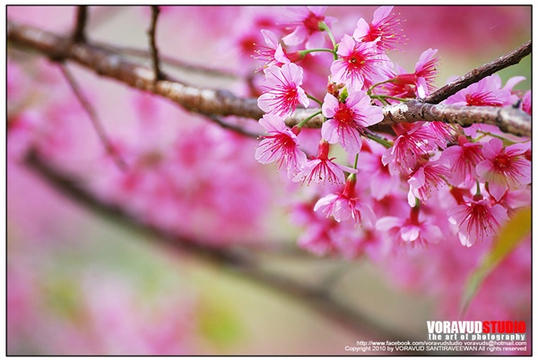 ขุนช่างเคี่ยน ขุนช่างเคี่ยน