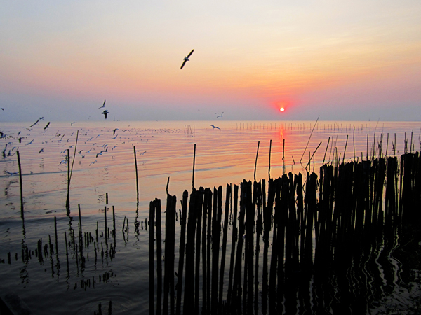 นกนางนวล บางปู นกนางนวล บางปู