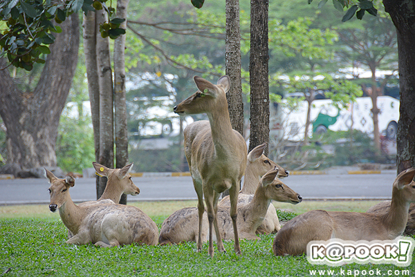 สวนสัตว์เปิดเขาเขียว สวนสัตว์เปิดเขาเขียว