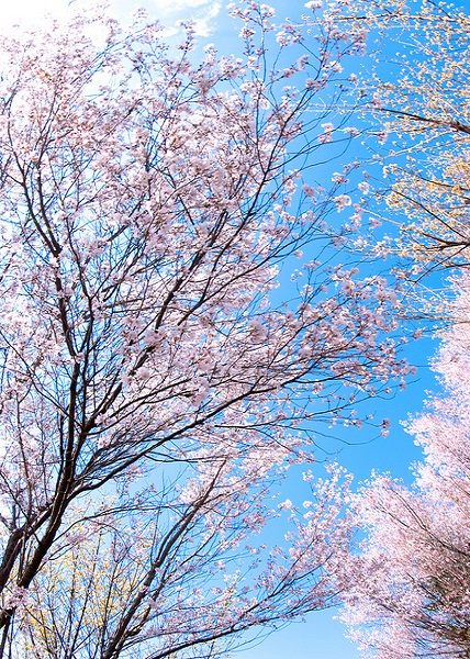 ฮานะมิยามะ ฮานะมิยามะ