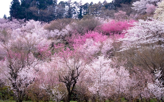 ฮานะมิยามะ ฮานะมิยามะ