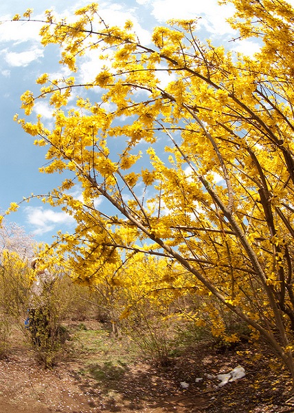 ฮานะมิยามะ ฮานะมิยามะ