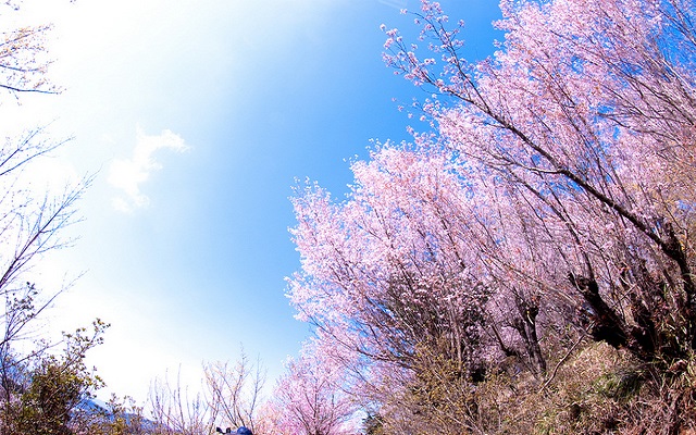 ฮานะมิยามะ ฮานะมิยามะ