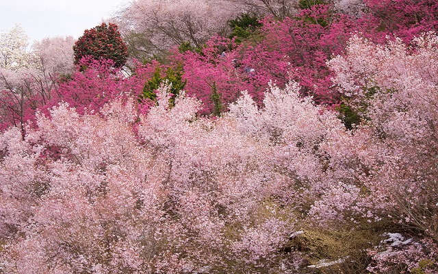 ฮานะมิยามะ ฮานะมิยามะ