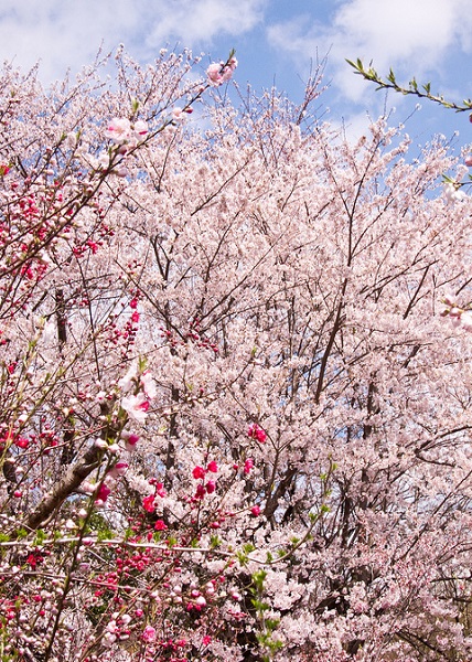 ฮานะมิยามะ ฮานะมิยามะ