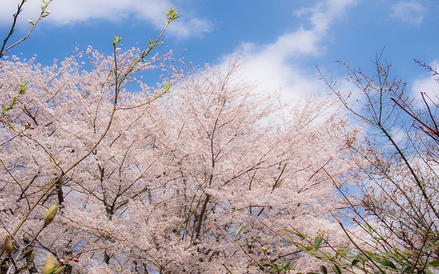 ฮานะมิยามะ ฮานะมิยามะ