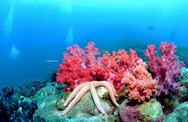 scuba diver scuba diver