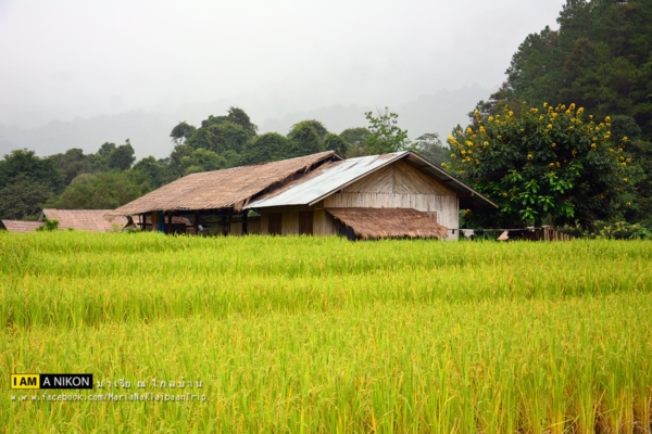 นาขั้นบันได เชียงใหม่ นาขั้นบันได เชียงใหม่
